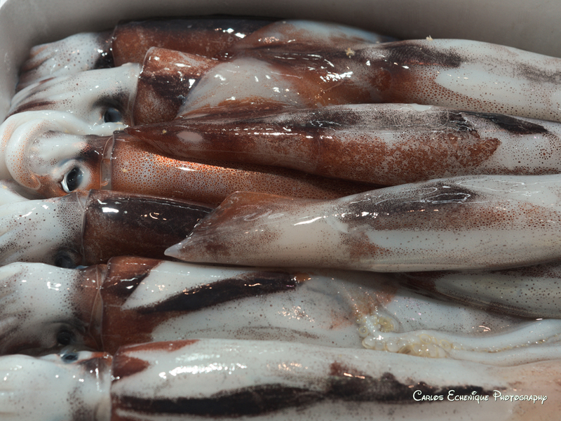Squid